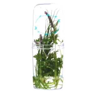 Glass Herb Saver